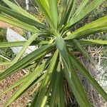 Yucca aloifolia Blatt