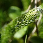 Lycopodium clavatum Folha