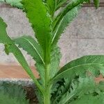 Dipsacus fullonumLeaf