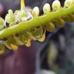 Bulbophyllum scaberulum Virág