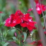 Dianthus barbatus Hábito