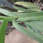 Vanda coerulescens Fuelha