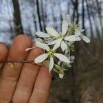 Amelanchier laevisFlower