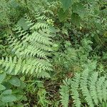 Dryopteris pentheri Blatt