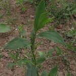 Polygonum aviculare Folha