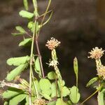 Porophyllum punctatum Flower