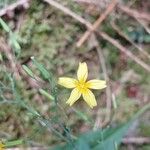 Lactuca muralis