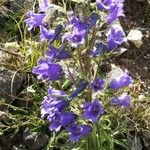 Campanula speciosa Λουλούδι