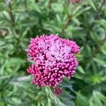 Eupatorium cannabinumFlower