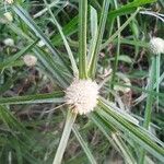 Cyperus mindorensis Blüte