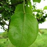 Pyrus communis Ліст