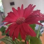 Gerbera leandrii Flower