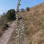 Artemisia filifolia 花