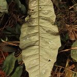 Monosis conferta Hoja