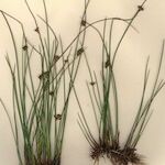 Juncus filiformis Συνήθη χαρακτηριστικά