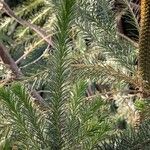 Banksia ericifolia Blad