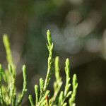 Erica arborescens Leaf