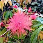 Calliandra haematocephalaFlower