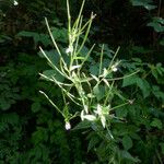 Epilobium alpestre Ffrwyth