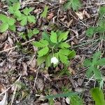 Anemone quinquefolia Cvet