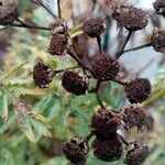 Tanacetum siculum 果実