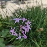 Tulbaghia violacea Kvet