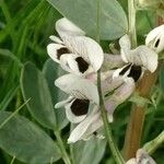 Vicia faba Virág