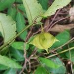 Sclerocroton cornutus Φρούτο