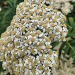 Tanacetum macrophyllum Квітка