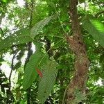 Anthurium cuspidatum Bark