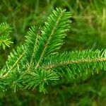 Abies fraseri Delienn
