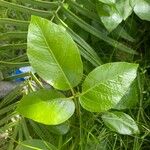 Erythrina crista-galli Blad