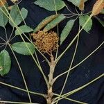 Schefflera morototoni Folla