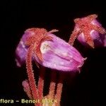 Phyllodoce caerulea Цвят