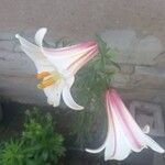 Lilium regale Blüte