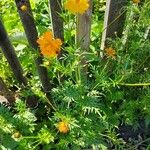 Cosmos sulphureusBlüte