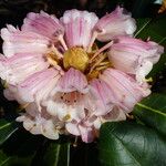 Rhododendron arizelum Flower