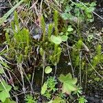 Selaginella selaginoides