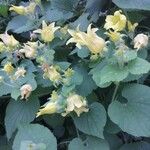 Thladiantha dubia Flor