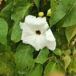 Ipomoea arborescens Flower