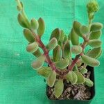 Crassula rogersii Hoja