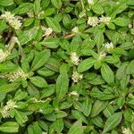 Alternanthera paronychioides Hábito