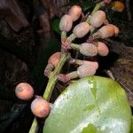 Struthanthus orbicularis Fruto
