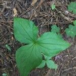 Trillium ovatum 叶