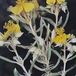 Helianthemum syriacum 花