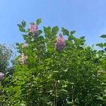 Syringa persica Flor