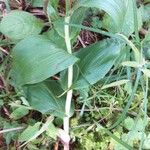 Epipactis helleborine Leaf