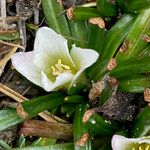 Calandrinia acaulis Fleur