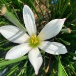 Zephyranthes candida Floare