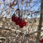 Viburnum opulus Fruit